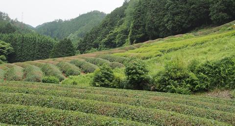 tea farm in Japan